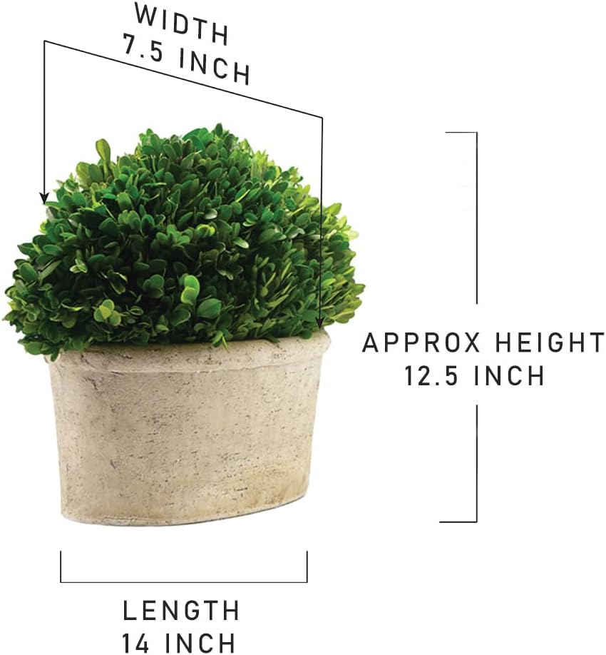 Serene Spaces Preserved Oval Topiary in a Pot, Measures 12.5" Tall, 7.5" Wide & 14" Long - Boxwood Centerpiece for Table Decor
