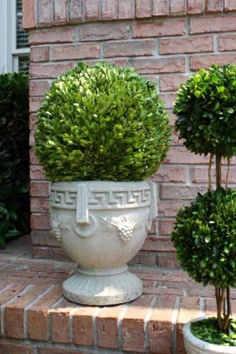 Mills Floral Preserved Boxwood Ball 16"