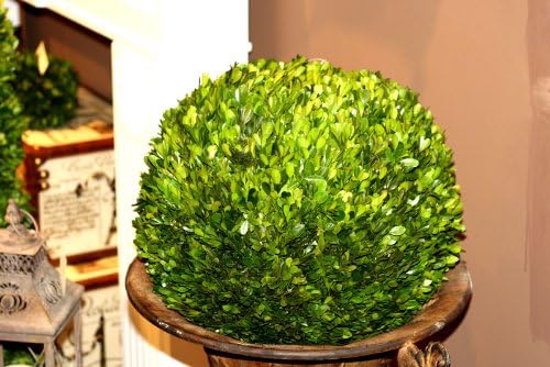 Mills Floral Preserved Boxwood Ball 16"