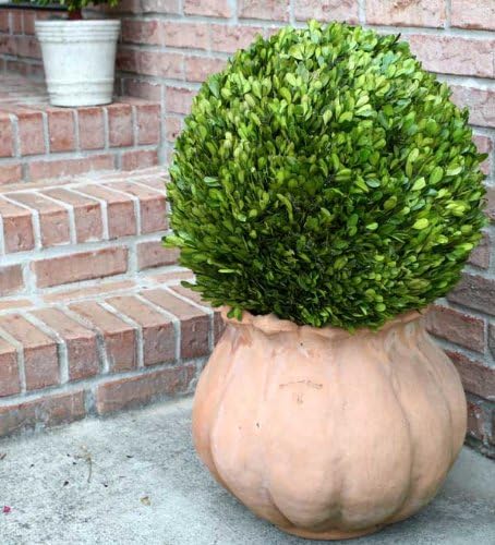Mills Floral Preserved Boxwood Ball 16"