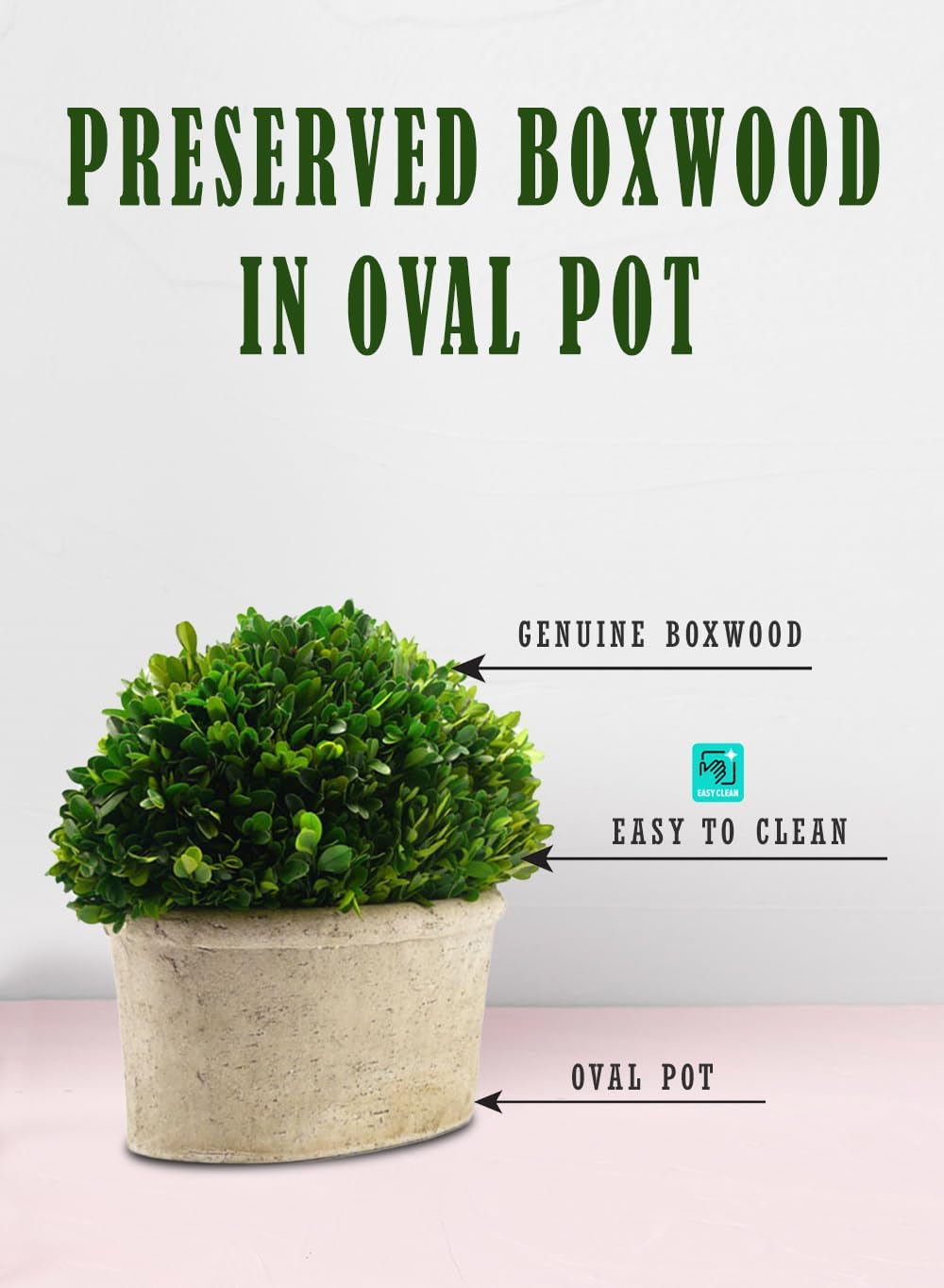 Serene Spaces Preserved Oval Topiary in a Pot, Measures 12.5" Tall, 7.5" Wide & 14" Long - Boxwood Centerpiece for Table Decor