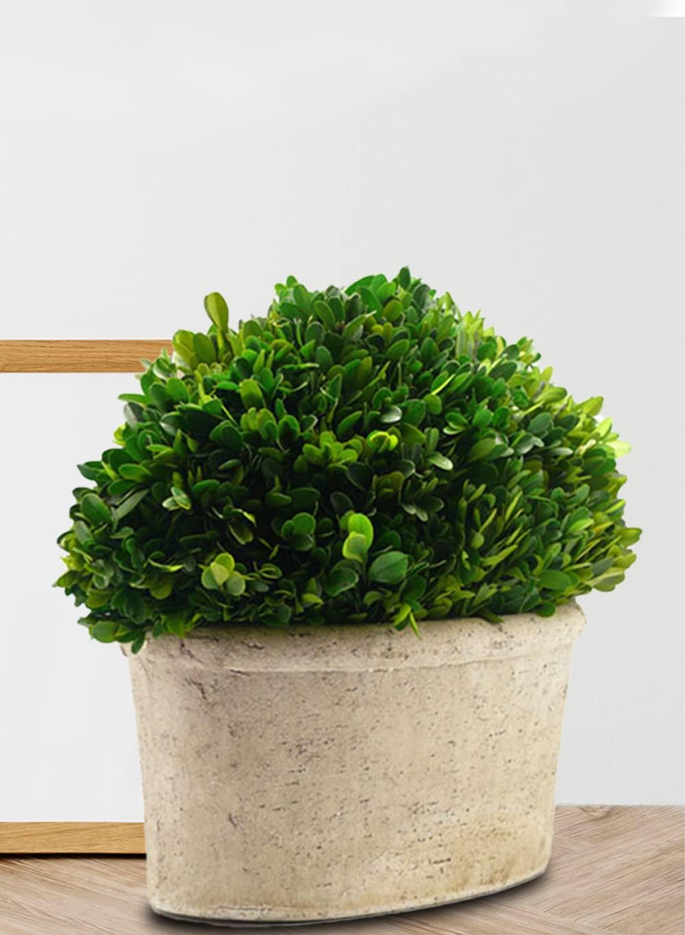 Serene Spaces Preserved Oval Topiary in a Pot, Measures 12.5" Tall, 7.5" Wide & 14" Long - Boxwood Centerpiece for Table Decor