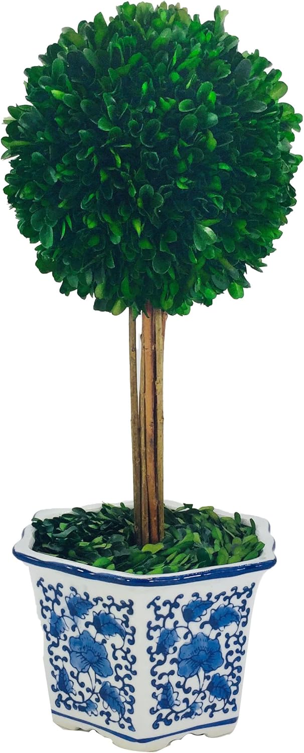 Galt International Naturally Preserved Boxwood Ball Topiary Tree in Hand Painted Blue & White Ceramic Pot Planter - European Rococo Home Decor Classic Chinoiserie - 8" Diameter Topiary 19" Tall