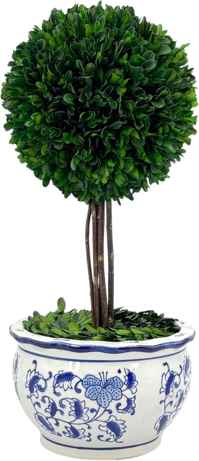 Galt International Naturally Preserved Boxwood Ball Topiary Tree in Hand Painted Blue & White Ceramic Pot Planter - European Rococo Home Decor Classic Chinoiserie - 8" Diameter Topiary 19" Tall