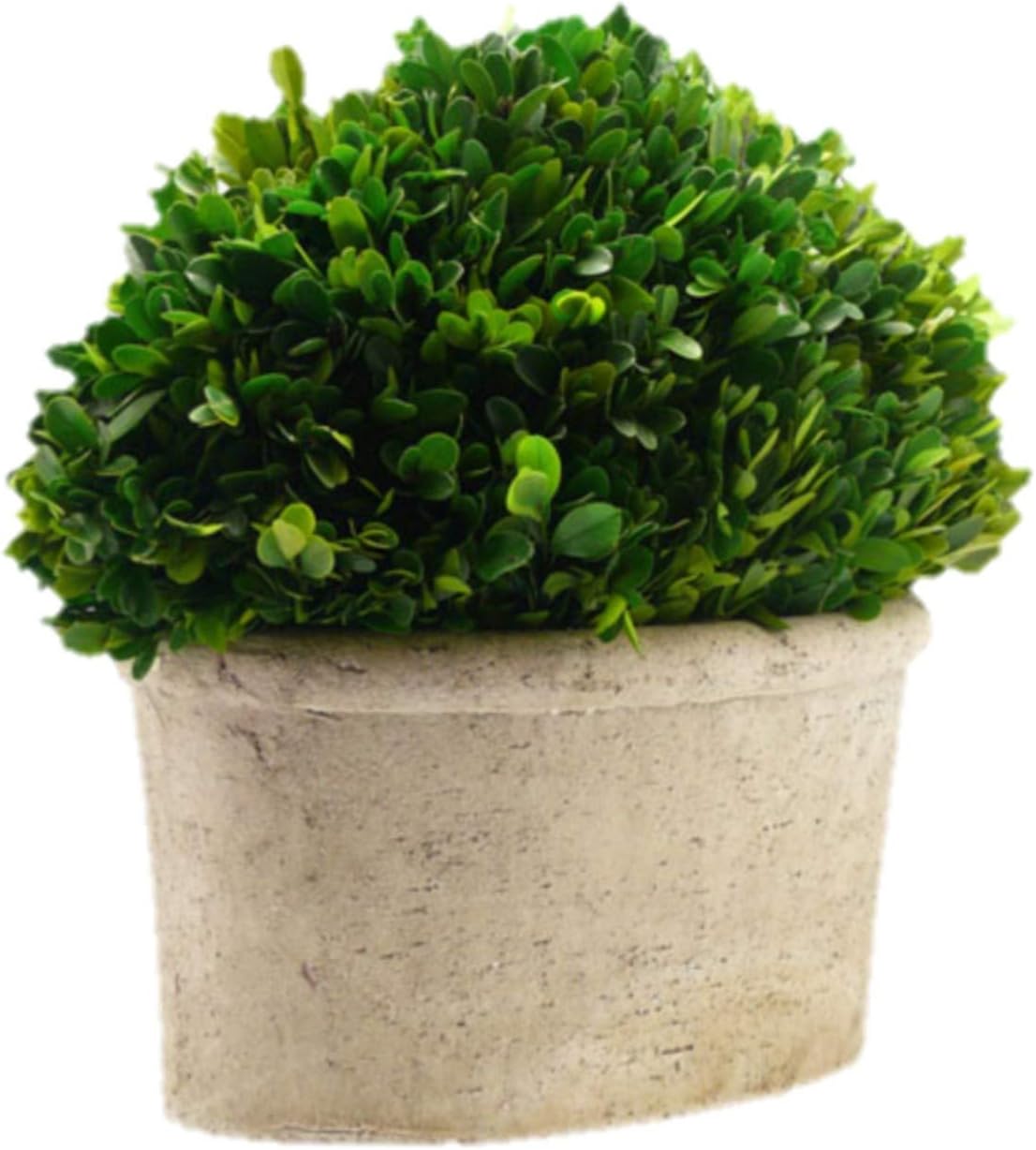 Serene Spaces Preserved Oval Topiary in a Pot, Measures 12.5" Tall, 7.5" Wide & 14" Long - Boxwood Centerpiece for Table Decor