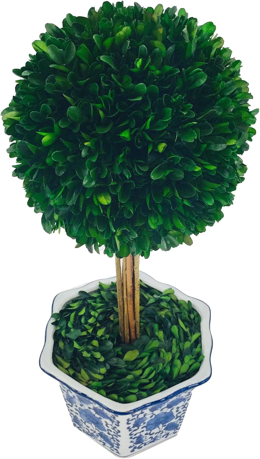 Galt International Naturally Preserved Boxwood Ball Topiary Tree in Hand Painted Blue & White Ceramic Pot Planter - European Rococo Home Decor Classic Chinoiserie - 8" Diameter Topiary 19" Tall