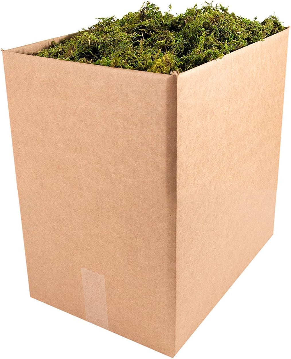 SuperMoss (25325) Forest Moss Preserved, Fresh Green, 3 Pounds
