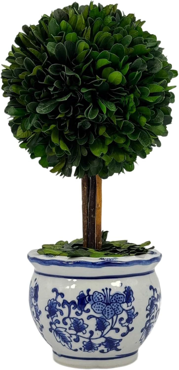 Galt International Naturally Preserved Boxwood Ball Topiary Tree in Hand Painted Blue & White Ceramic Pot Planter - European Rococo Home Decor Classic Chinoiserie - 8" Diameter Topiary 19" Tall