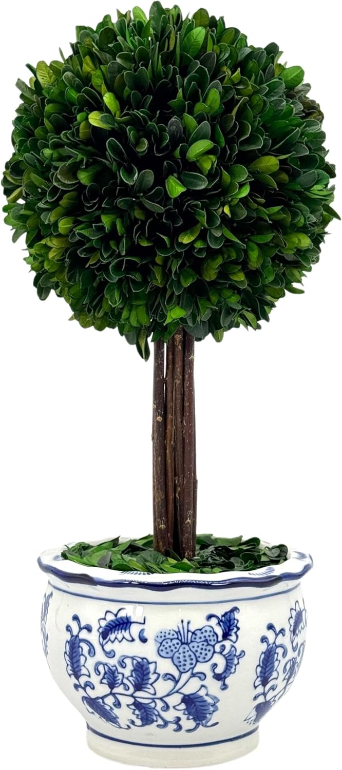 Galt International Naturally Preserved Boxwood Ball Topiary Tree in Hand Painted Blue & White Ceramic Pot Planter - European Rococo Home Decor Classic Chinoiserie - 8" Diameter Topiary 19" Tall