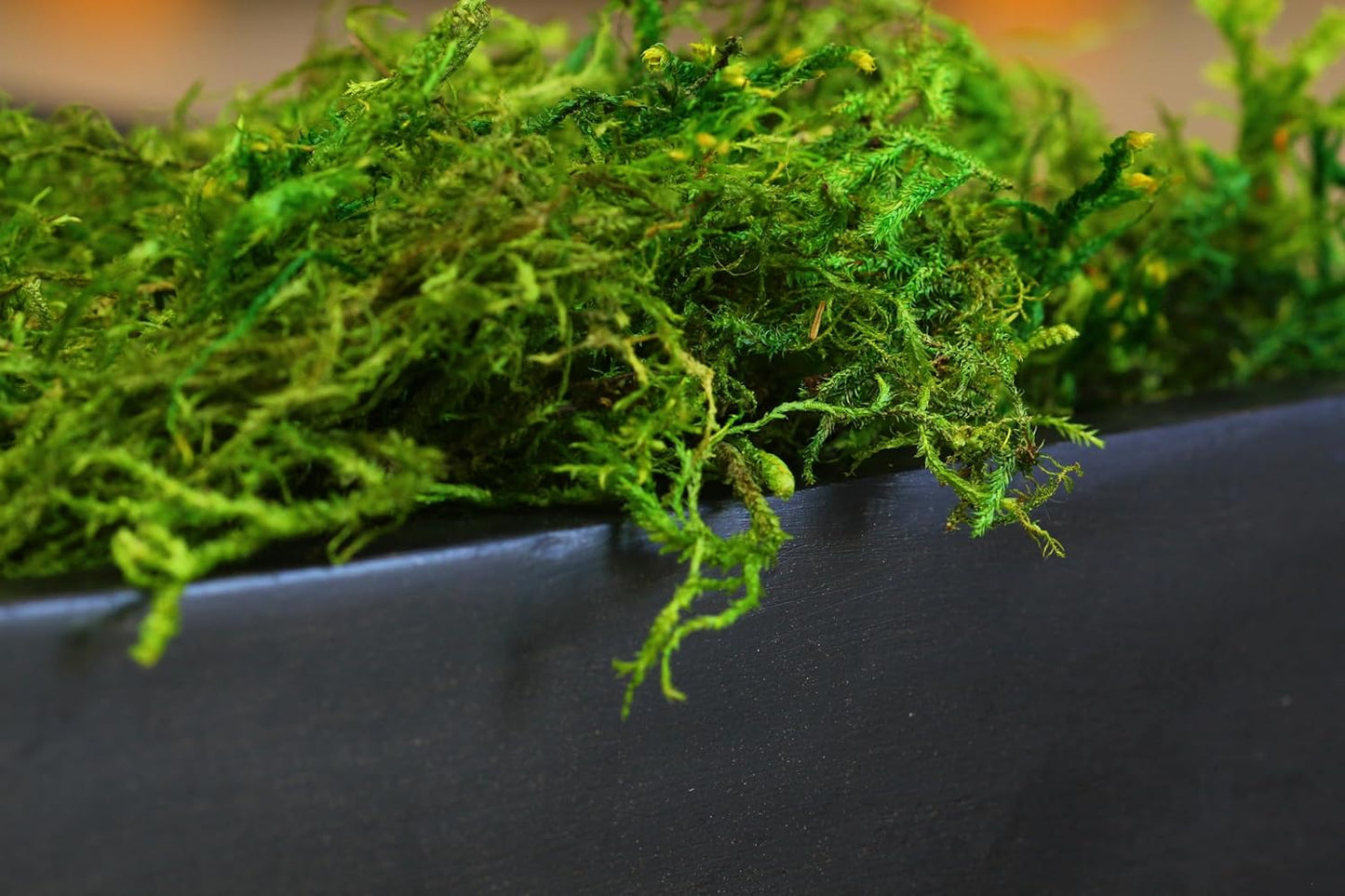 SuperMoss (25325) Forest Moss Preserved, Fresh Green, 3 Pounds