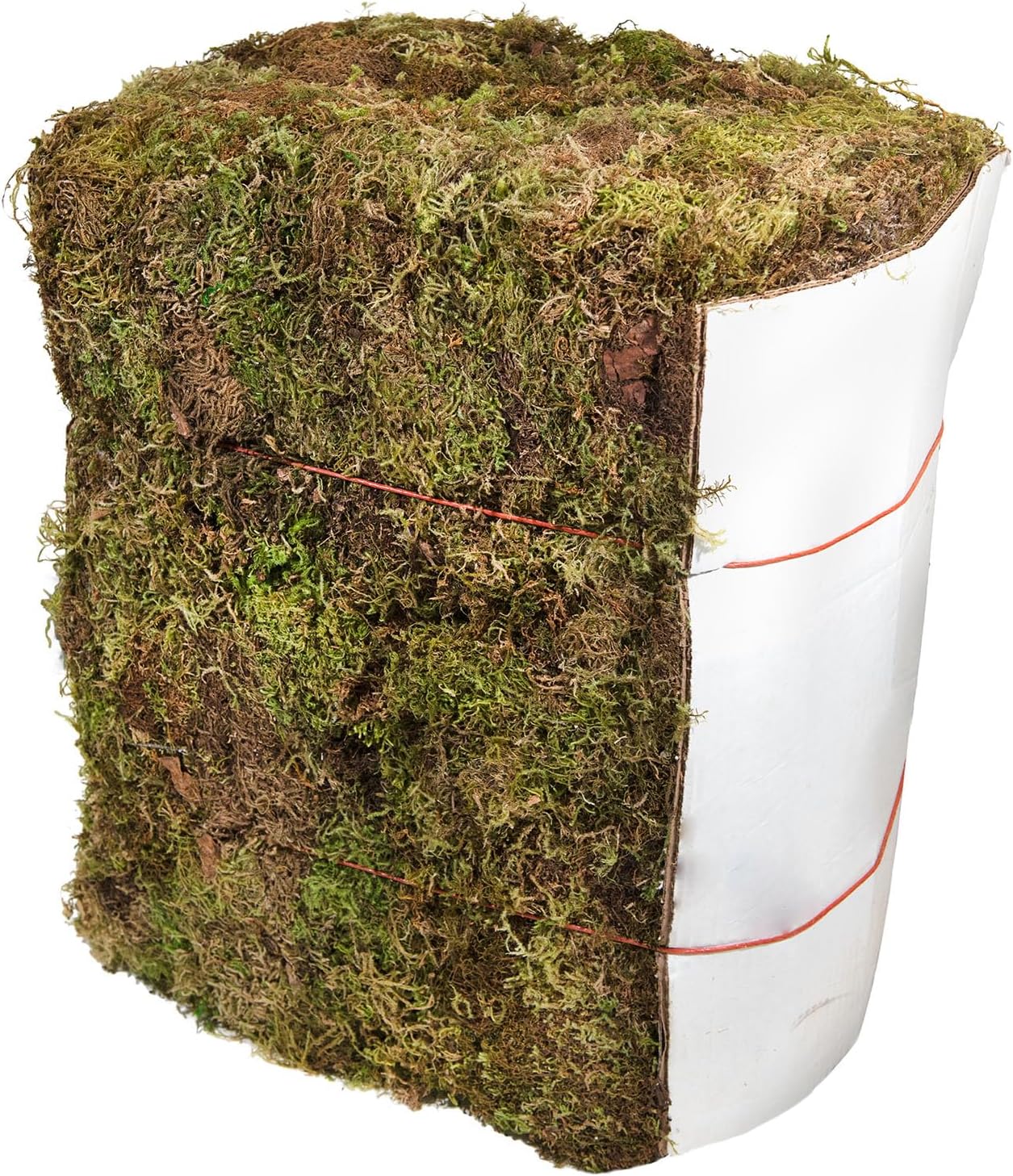 SuperMoss (25325) Forest Moss Preserved, Fresh Green, 3 Pounds