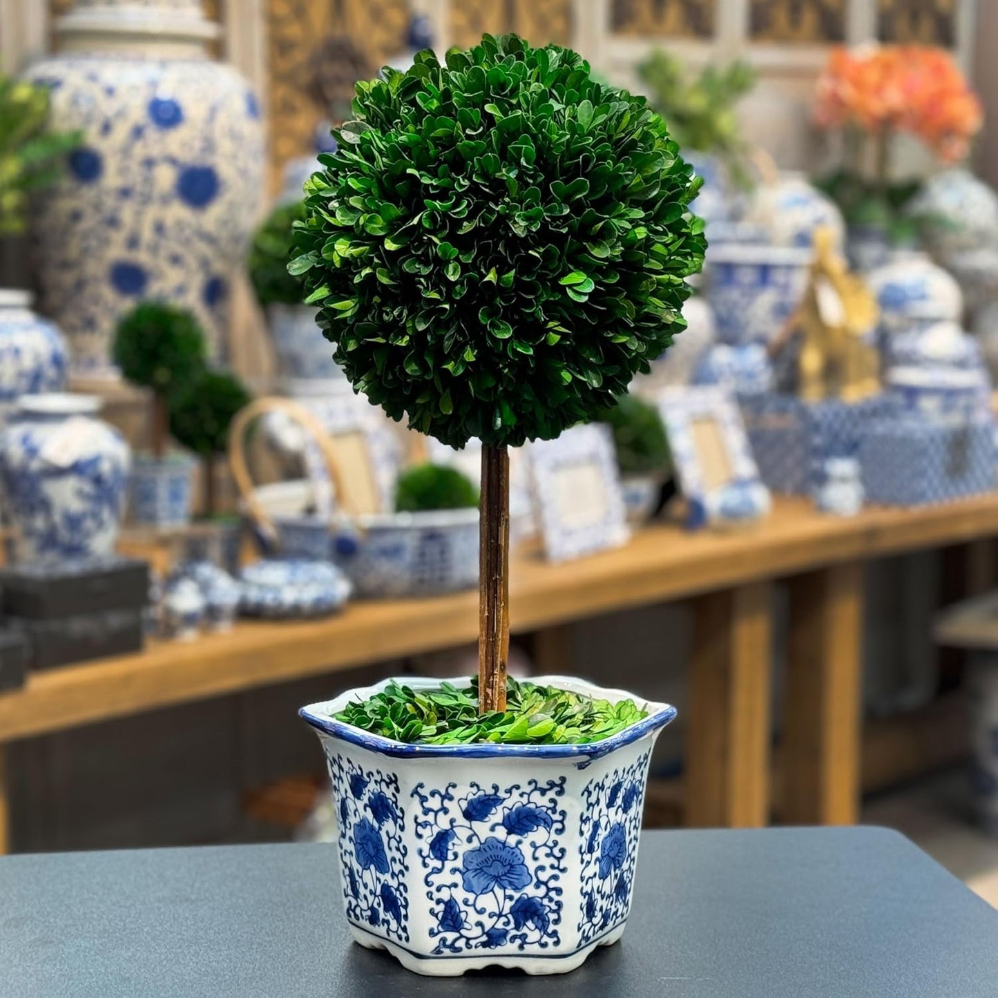 Galt International Naturally Preserved Boxwood Ball Topiary Tree in Hand Painted Blue & White Ceramic Pot Planter - European Rococo Home Decor Classic Chinoiserie - 8" Diameter Topiary 19" Tall