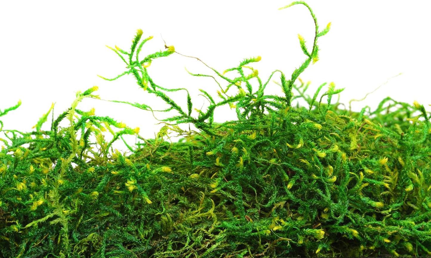 SuperMoss (25325) Forest Moss Preserved, Fresh Green, 3 Pounds