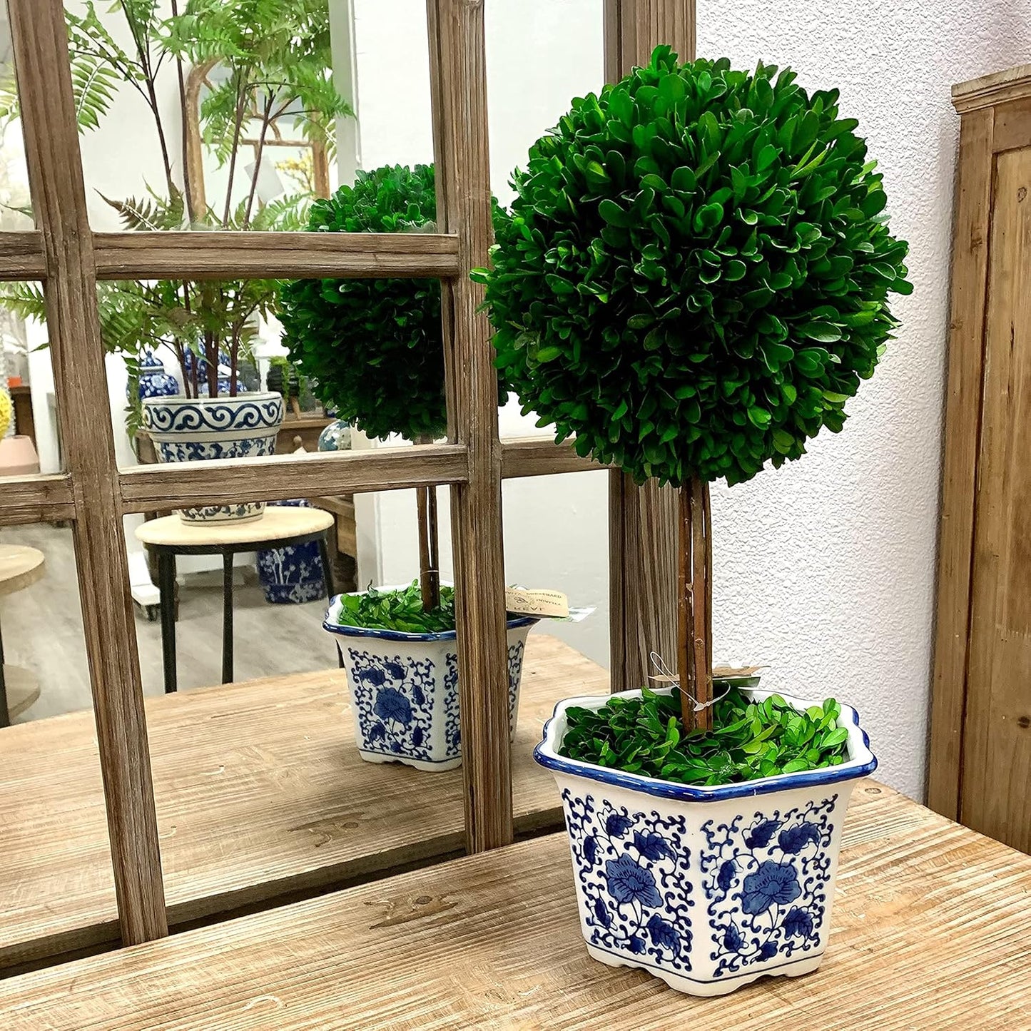 Galt International Naturally Preserved Boxwood Ball Topiary Tree in Hand Painted Blue & White Ceramic Pot Planter - European Rococo Home Decor Classic Chinoiserie - 8" Diameter Topiary 19" Tall
