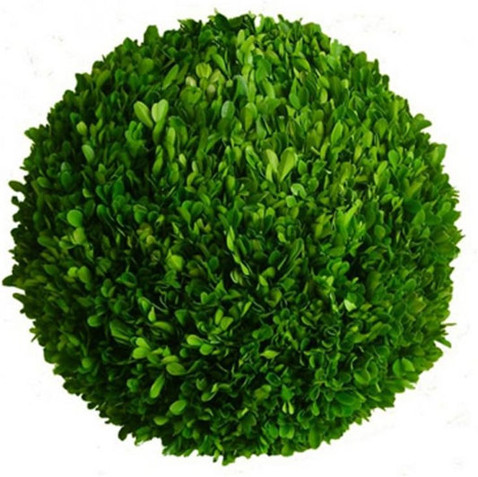 Mills Floral Preserved Boxwood Ball 16"