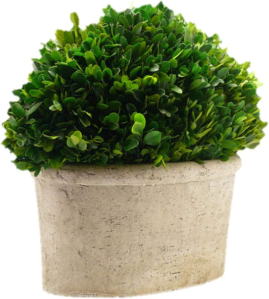 Serene Spaces Preserved Oval Topiary in a Pot, Measures 12.5" Tall, 7.5" Wide & 14" Long - Boxwood Centerpiece for Table Decor